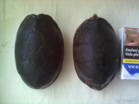Vodní želvy - klapavky běloústé - Kinosternon leucostomum - 2