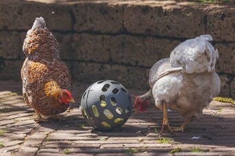 Beeztees zábavné krmítko – míček pro slepice 15 cm - 2