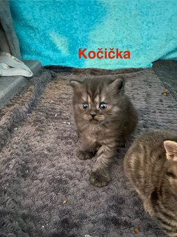 Britská koťata - 2