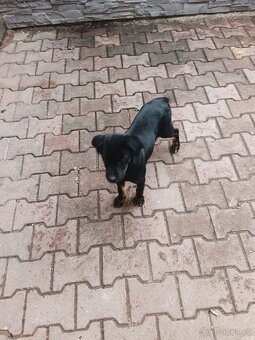 Rotvajler křížený staford - 2