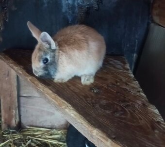 Zakrslý králík - 2