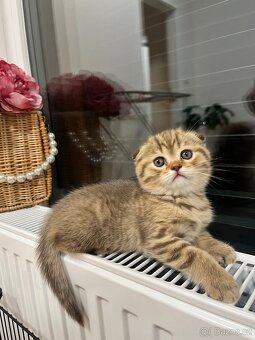 Krásný skotský klapouchý kocourek – 2 měsíce – Praha - 2