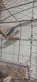 Holoubek diamantový v párech - 2