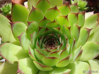 Netřesk do skalky - 2