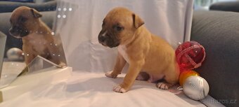 Americký stafordšírský teriér - 2