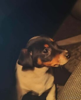 Prodám jack russell - 2