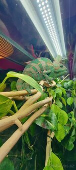 Chameleon jemensky - 2