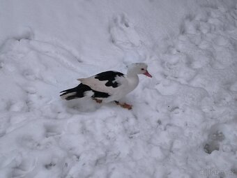 Prodám pižmove kachny - 2