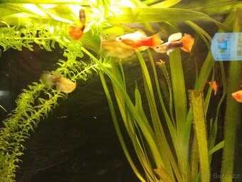 Prodám paví očka - 2