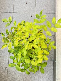 Bonsai, Bonsaj, jasan ztepilý - 2