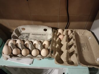 Ayam cemani násadova vejce a kuratka - 2