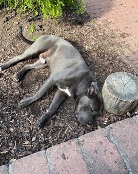 Cane corso ke krytí v modré barvě - 2