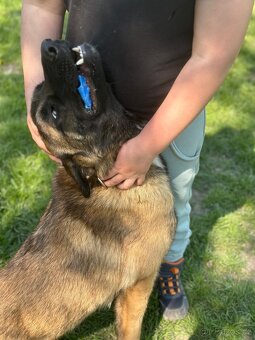 Belgický ovčák malinois bez PP - 2