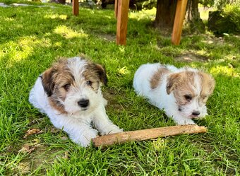 Jack Russell terier - stenata s prukazem puvodu - 2
