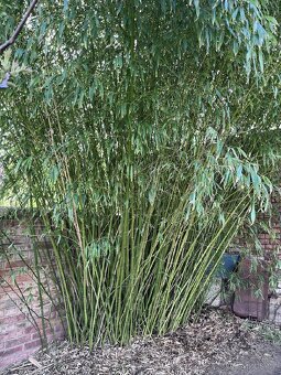 Bambus Phyllostachys bissetii - 2