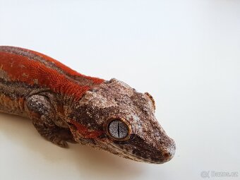 Rhacodactylus auriculatus . - 2