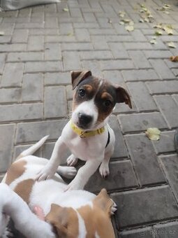 Jack Russell teriér - 2