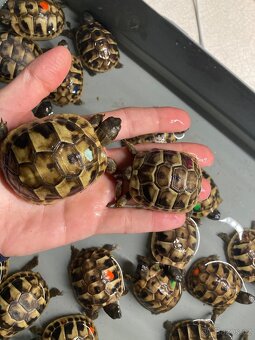 Želva zelenavá - Testudo hermanni - 2