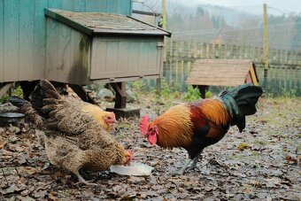 Kohout česká zlatá kropenka - 2