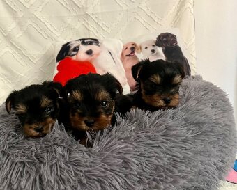 Jorkšírský teriér - 2