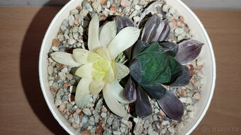 Haworthia obtusa 'Marin' variegated ( sukulent ) - 2