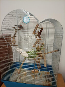 Daruji rýžovníka i s klecí a vybavením - 2