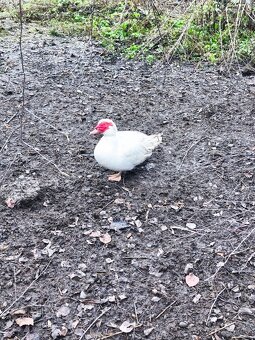 Prodej kachen Pižmových - 2