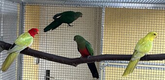 Papoušek královský žlutý - 2