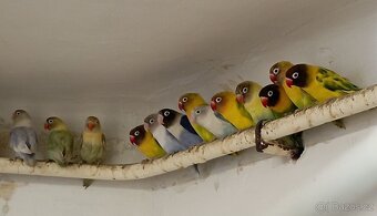 Agapornis škraboškový - 2