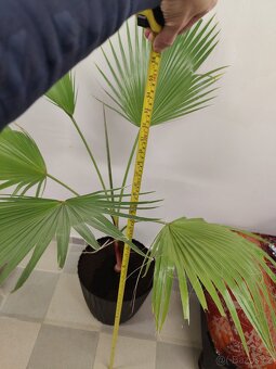 Palma brachea - 2
