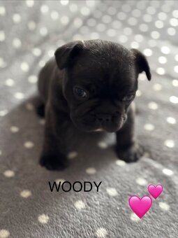 Francouzský buldoček s PP - 2