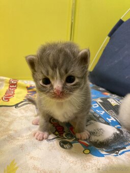 Sibiřská kočka-koťata - 2