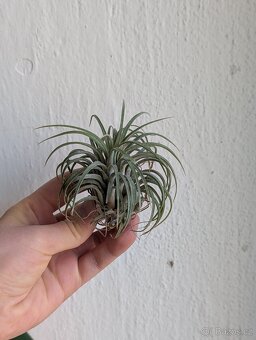 Tilandsie, Tillandsia - 2