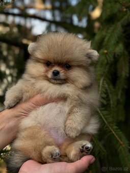 Pomeranian MINI fenečka PP FCI - 2