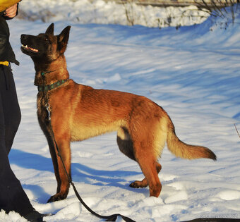 Belgický ovčák malinois s PP - 2