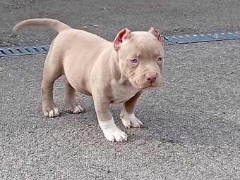 American bully pocket - 2