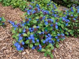 Rohovec olověncovitý, ceratostigma, kvetináč - 2