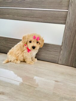 Maltipoo - 2