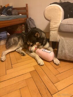 Sibiřský Husky - 2