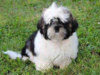 Shih-tzu, ši-tzu , shih tzu, ši-cu - štěňátka s PP FCI - 2