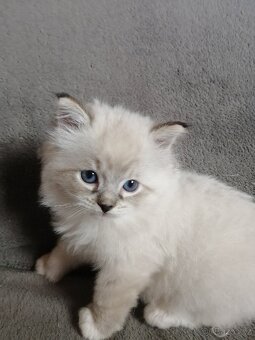 Ragdoll koťátka bez PP - 2