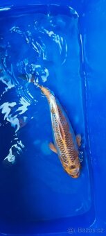 KOI kapři - 2