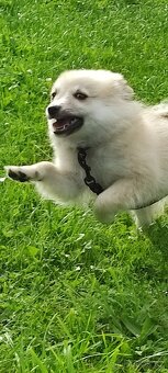 Krásné štěně trpasličí špic( mini pomeranian) - 2