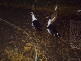 Kachna pižmová, 2x - 2