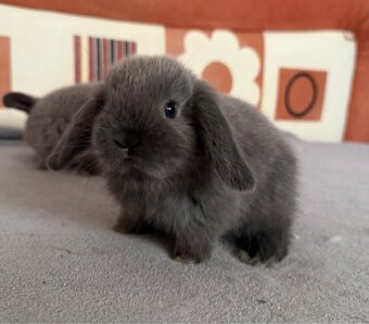 Zakrslý beránek s PP - 2