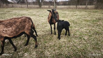 Prodám ovce kamerunské - 2