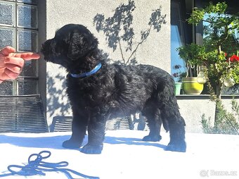 Briard s PP - 2