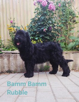 Briard s PP - 2