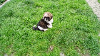 Shih-tzu, shi tzu, šicu stěně štěňátko - 2