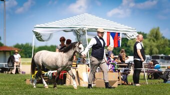 Welsh mountain Pony - 2